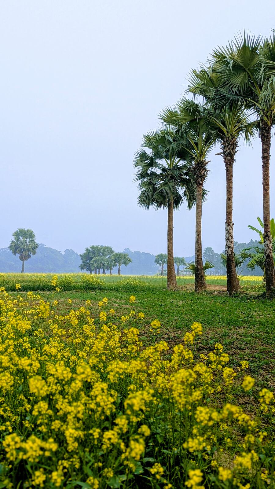 Mustard field with palm trees