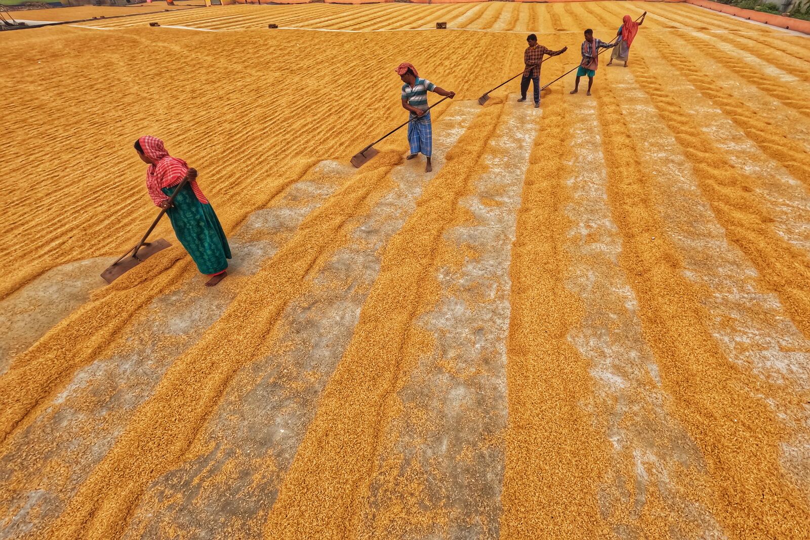 Workers spreading grain to dry in a field