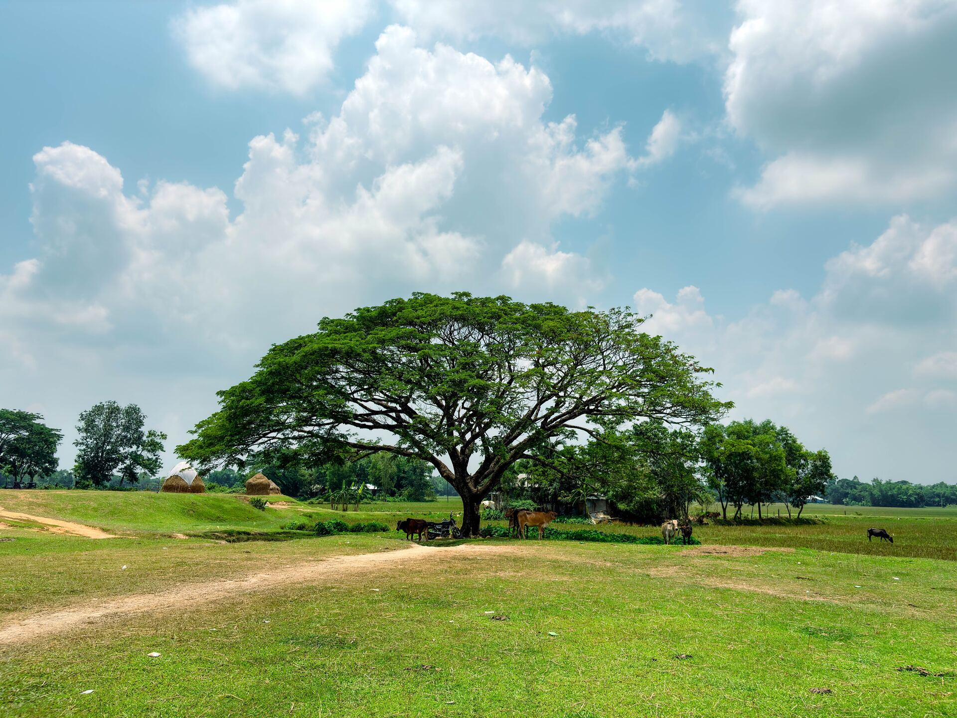 Rural landscape with cattle under a large tree